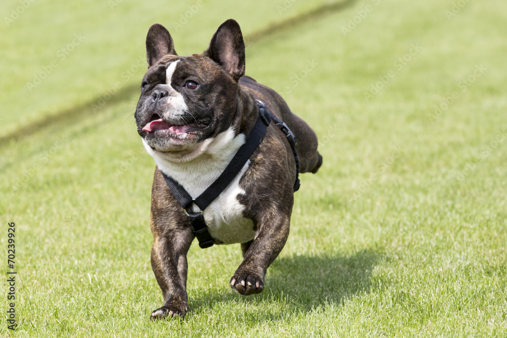 Running french bulldog lawn