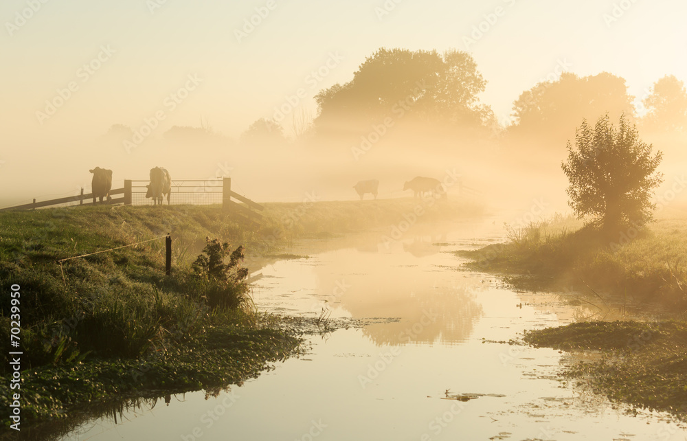 Foggy, Dutch landscape with cows on a dike.