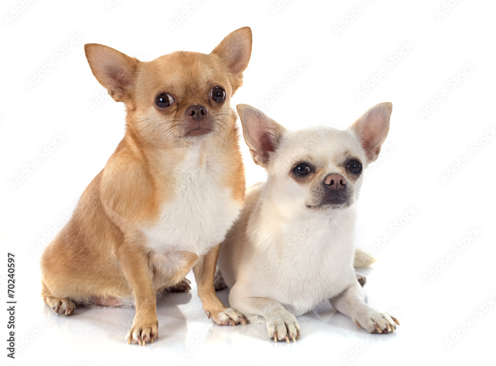 two chihuahua