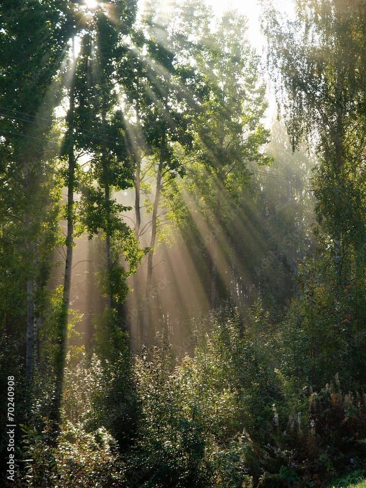 Fototapeta premium Divine light