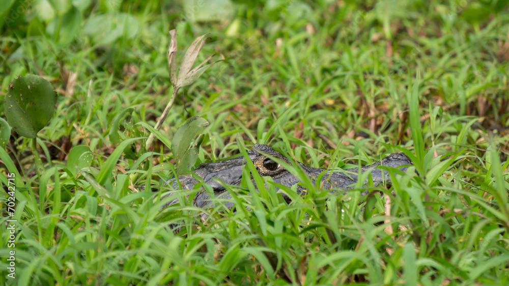 Close of Yacare camouflaged Cayman at pantanal, Brazil Close of Yacare camouflaged Cayman at pantanal, Brazil