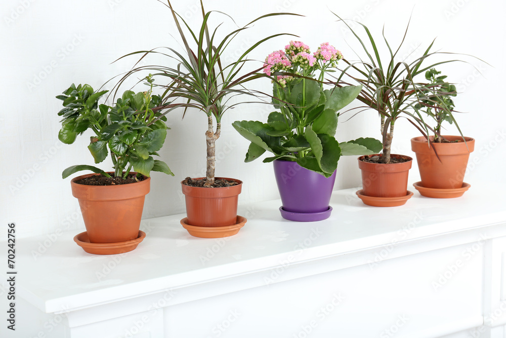 Row of pots with different flowers on white shelf in living
