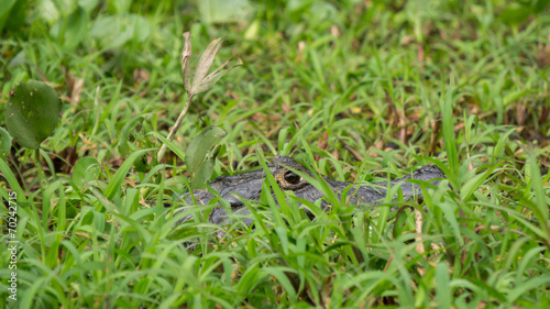 Close of Yacare camouflaged Cayman at pantanal, Brazil