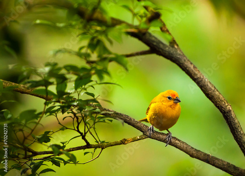 Canvas Print Yellow bird sitting on a branch, wildlife