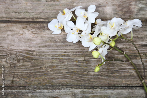 Fototapeta Naklejka Na Ścianę i Meble -  White orchid(Phalaenopsis)