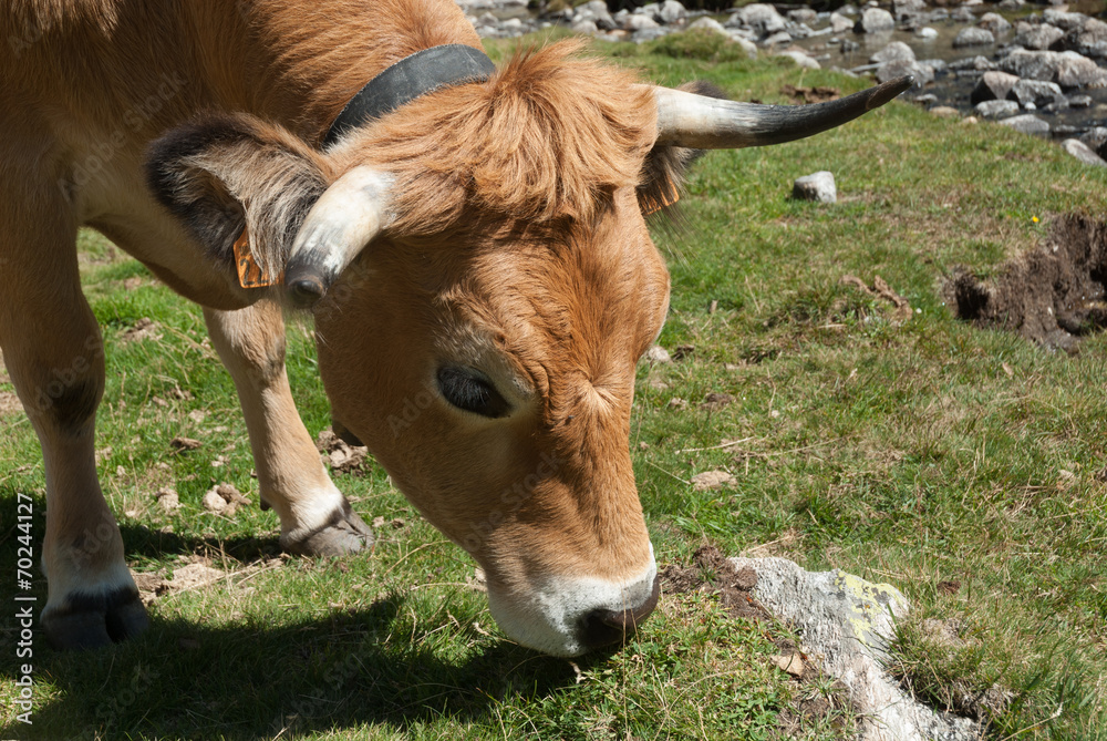 vaca Stock Photo | Adobe Stock