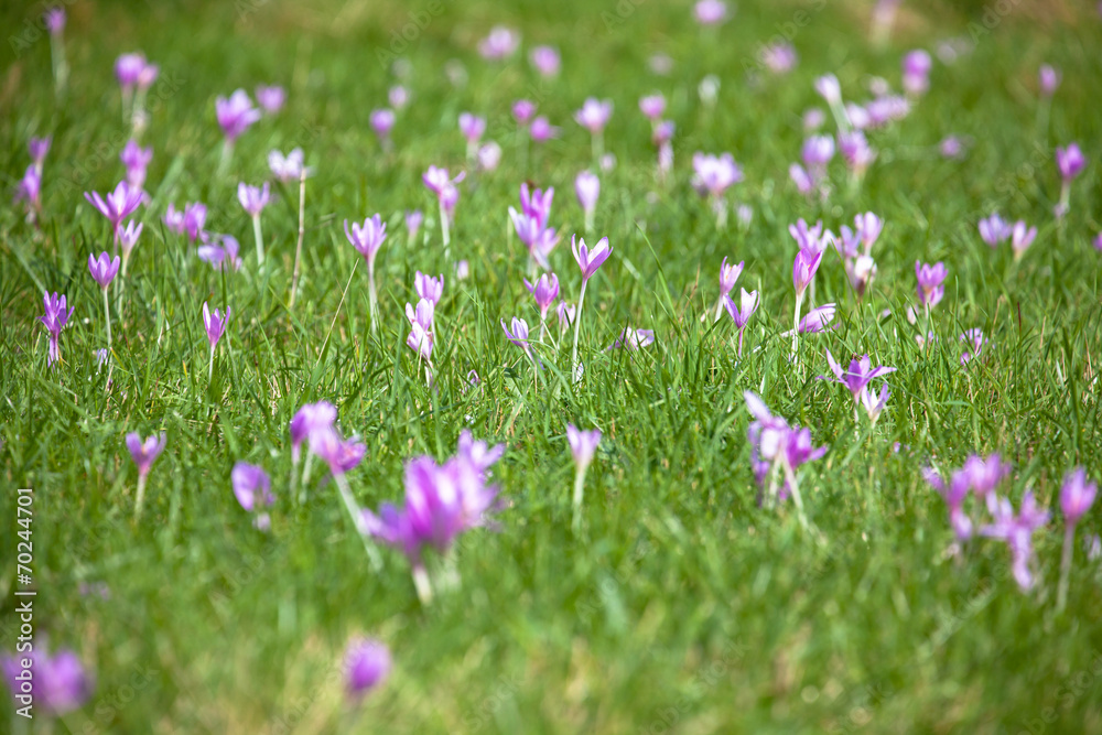 Violet flower