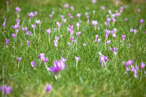 Violet flower