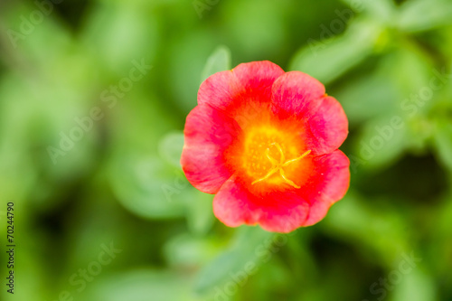 closeup rosemoss or portulaca  flower