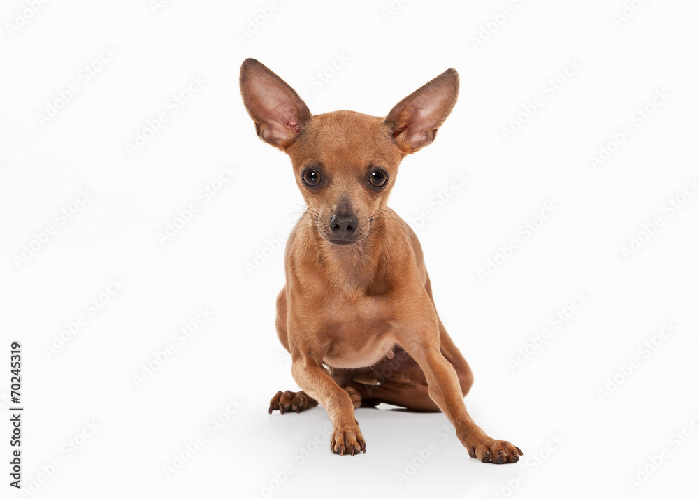 Russian toy terrier puppy on white background Russian toy terrier puppy on white background