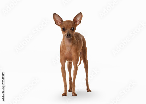 Russian toy terrier puppy on white background