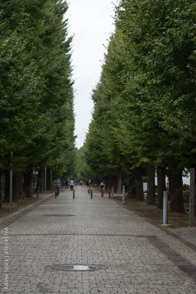 Avenue of trees