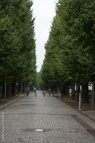 Avenue of trees