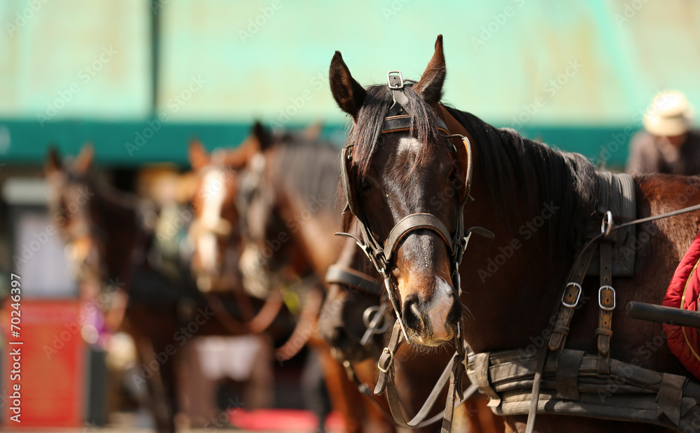 Obraz premium horse