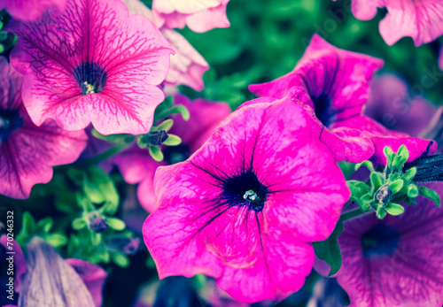 Fototapeta Naklejka Na Ścianę i Meble -  Violet flower