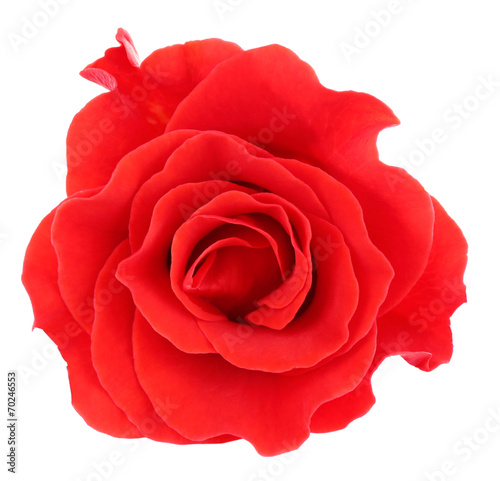 Fototapeta Naklejka Na Ścianę i Meble -  beautiful rose flower, isolated on white