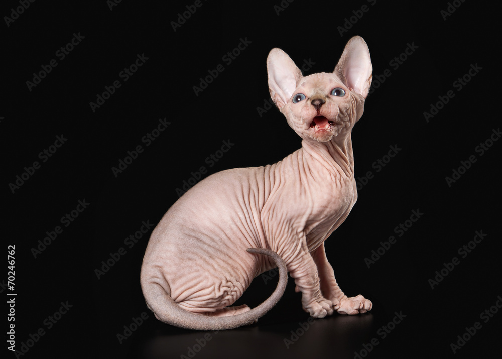 Canadian sphynx on black background Canadian sphynx on black background