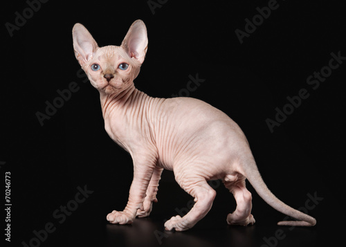 Canadian sphynx on black background