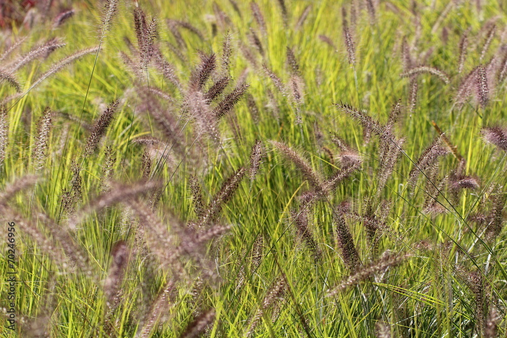 Graminées Graminées