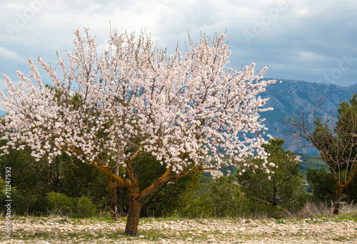 Photo Almond Tree