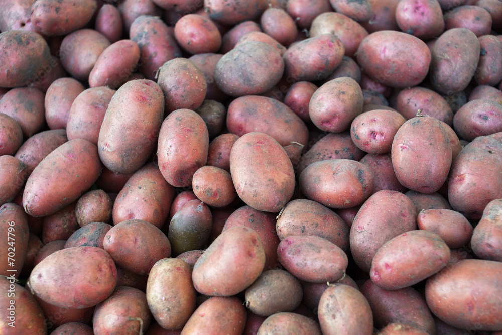 A pile of potatoes just dug from the ground A pile of potatoes just dug from the ground