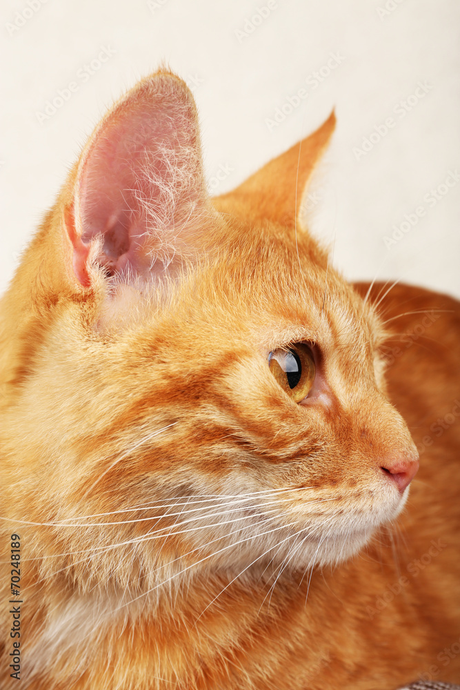 Fototapeta premium Red cat isolated on white