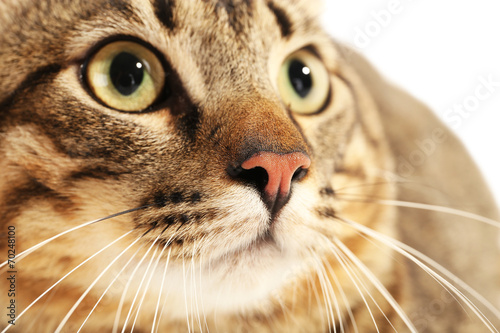Cat's muzzle closeup