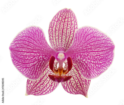 Pink tropical orchid flower isolated on white