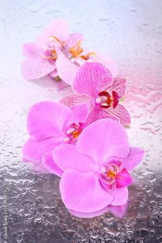 Fototapeta Naklejka Na Ścianę i Meble -  Yellow tropical orchid flowers isolated on white