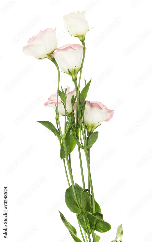 Beautiful eustoma flowers, isolated on white