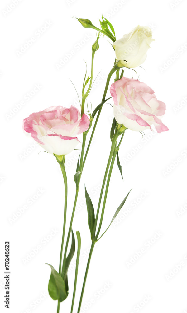 Beautiful eustoma flowers, isolated on white