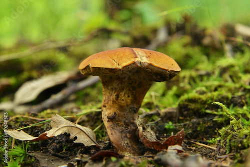 boletus submentosus