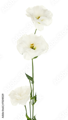 Fototapeta Naklejka Na Ścianę i Meble -  Beautiful eustoma flowers, isolated on white