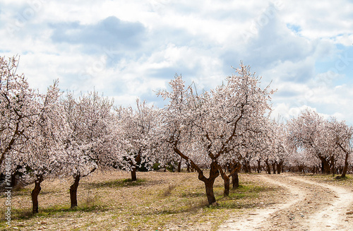 Fotobehang Almond Tree Orchard