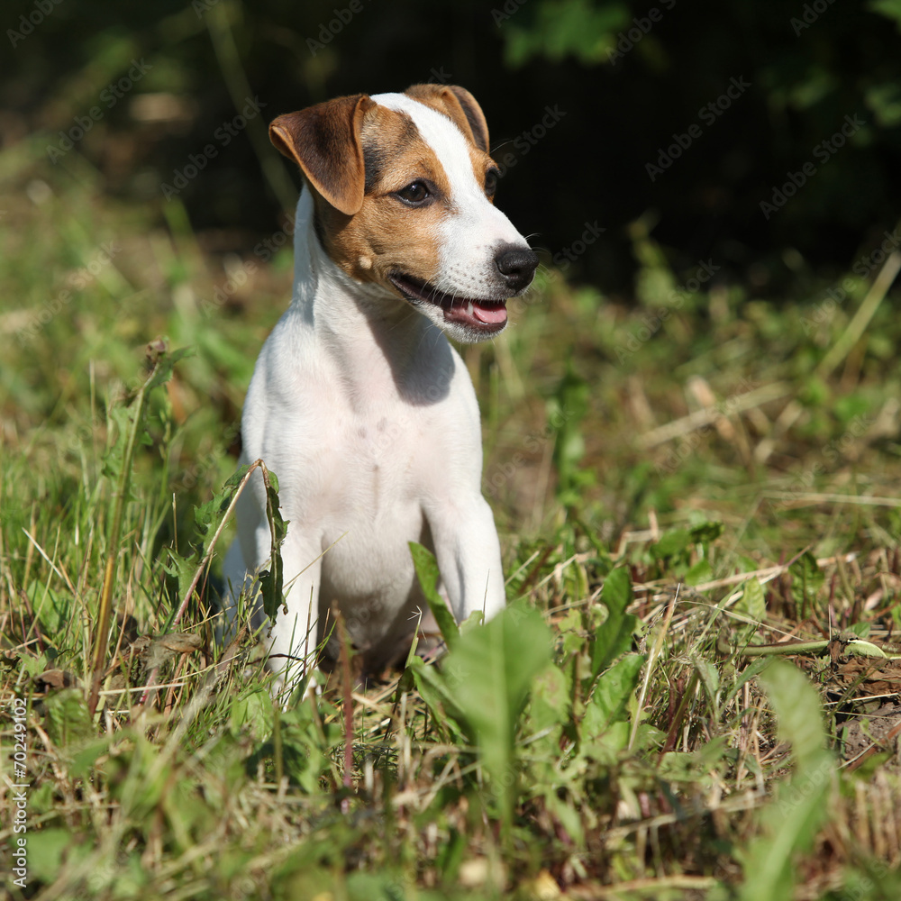 Gorgeous jack russell terrier sitting in the garden