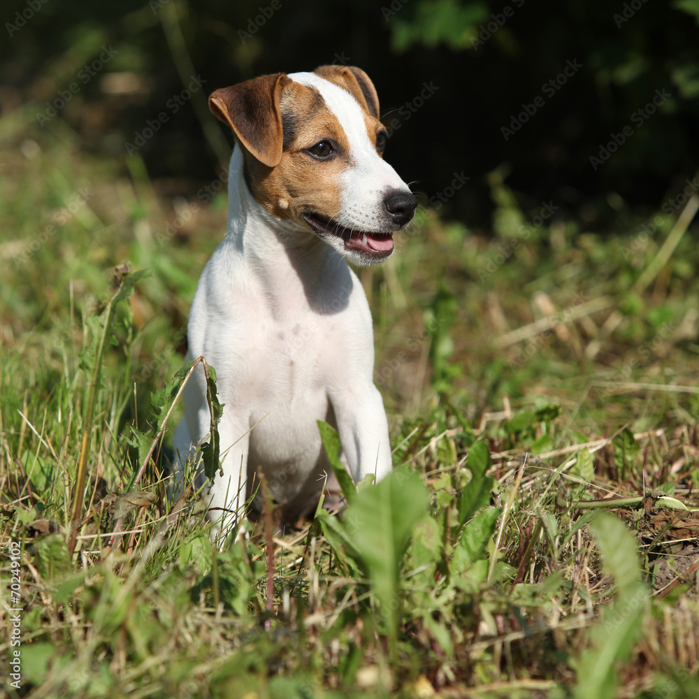 Gorgeous jack russell terrier sitting in the garden Gorgeous jack russell terrier sitting in the garden