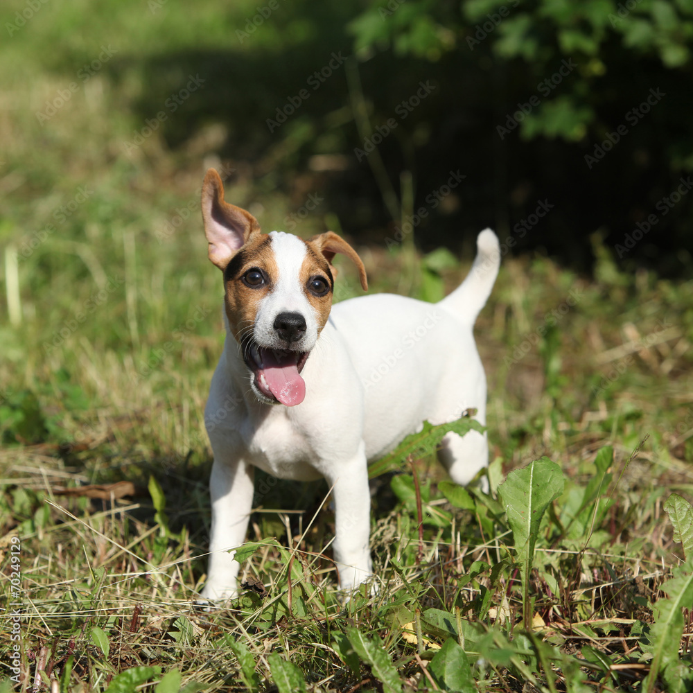 Amazing jack russell terrier puppy in the garden Amazing jack russell terrier puppy in the garden