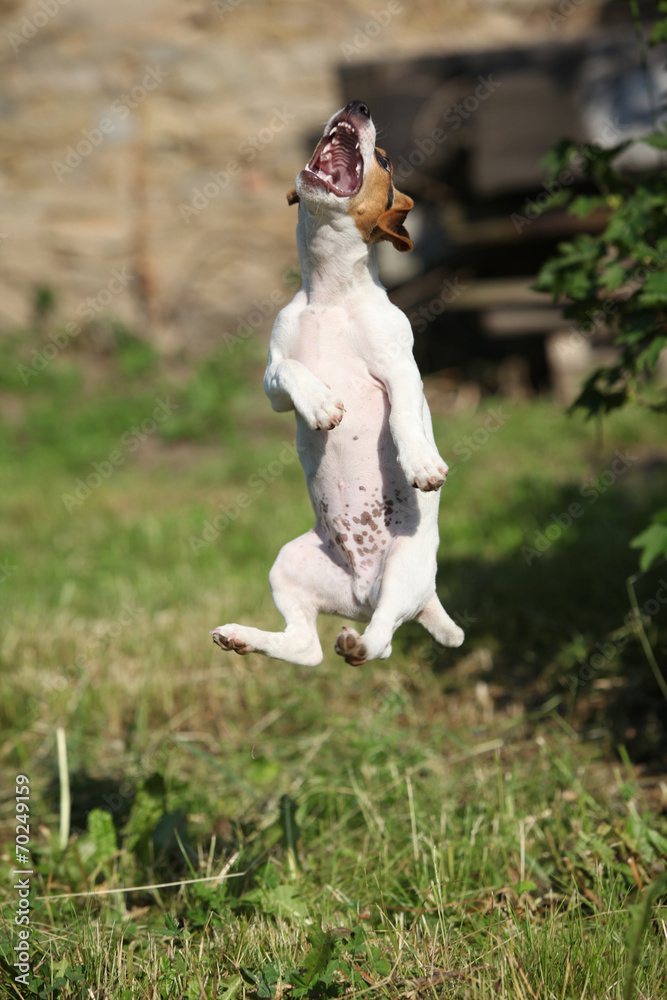 Crazy puppy of jack russell terrier jumping Crazy puppy of jack russell terrier jumping