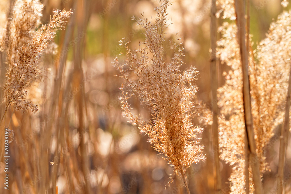 Fototapeta premium Gold grass