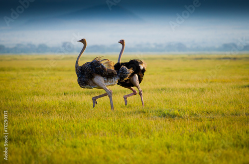 Gallop african ostricht