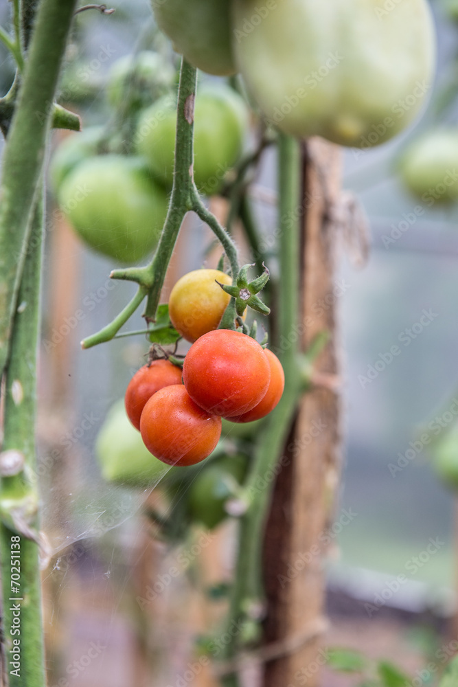 tomatoes at garden