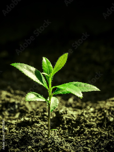 Trees are sprouting