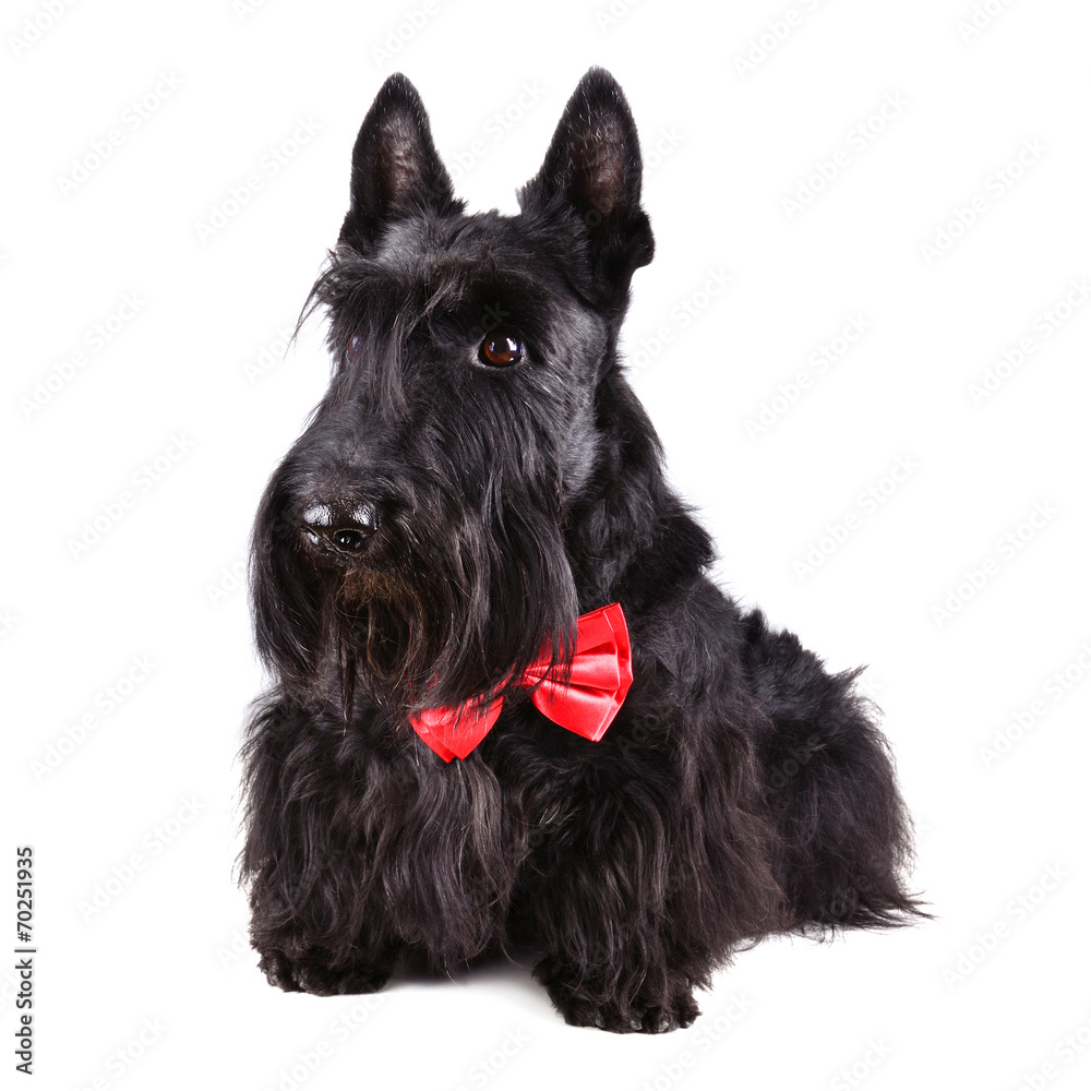 Scotch terrier