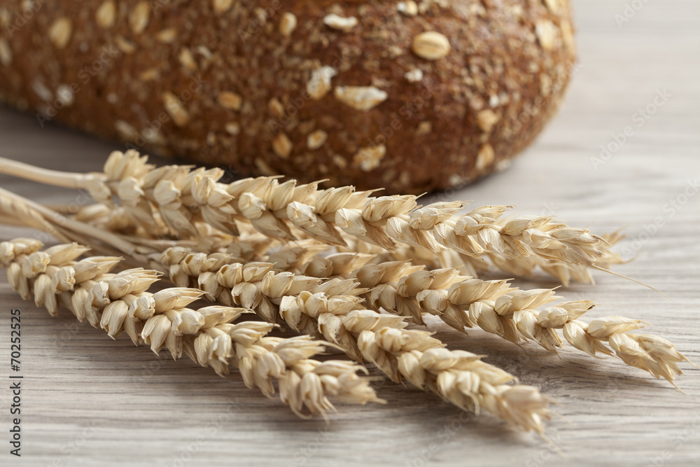 Dried wheat close up Dried wheat close up