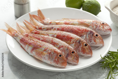 Fresh striped red mullets photo