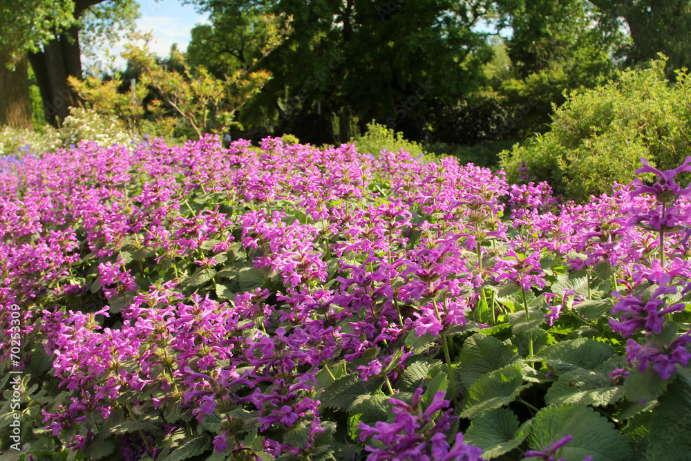 Lilac flowers on the bush