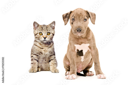 Scottish Straight kitten and pitbull puppy