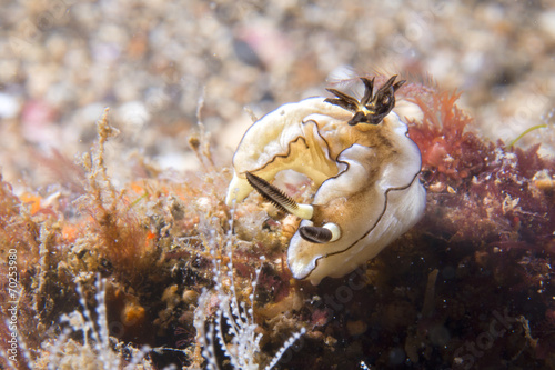 Chromodoris Coi Nudibranch photo