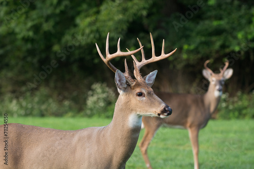 Large whitetailed deer buck