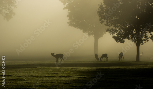 Fototapeta Naklejka Na Ścianę i Meble -  White-tailed deer on foggy morning